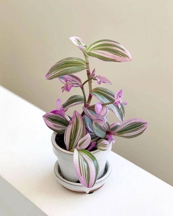 11 piante per la casa: Tradescantia