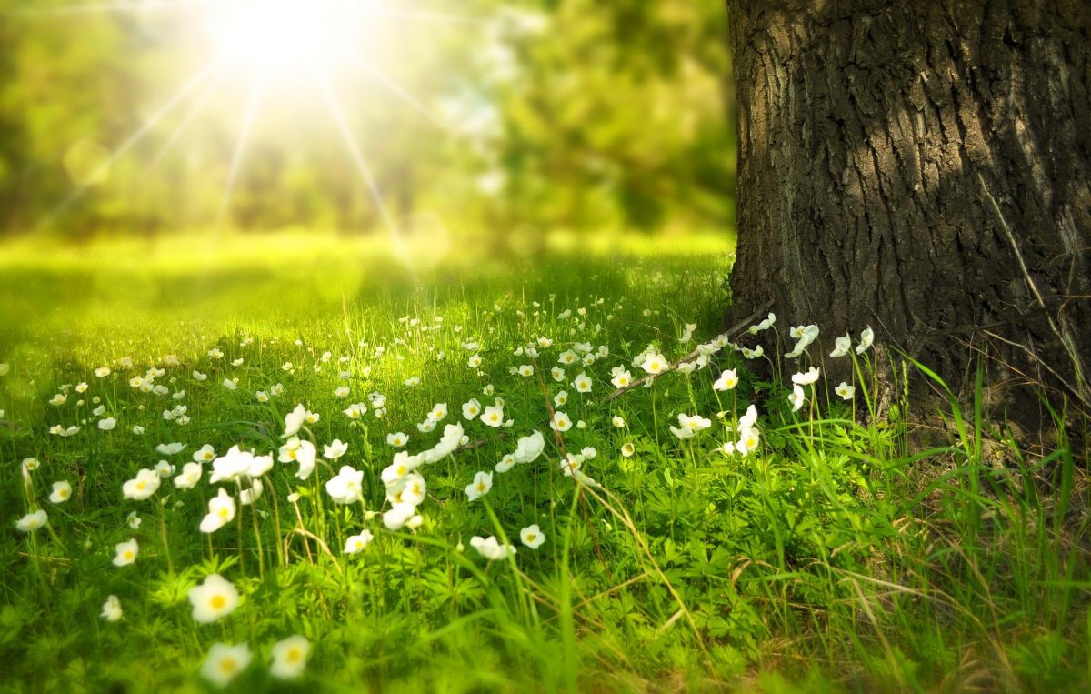 falciare il prato del giardino