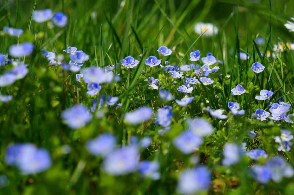 falciare prato del giardino