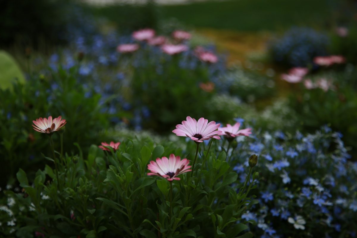 giardinaggio casa