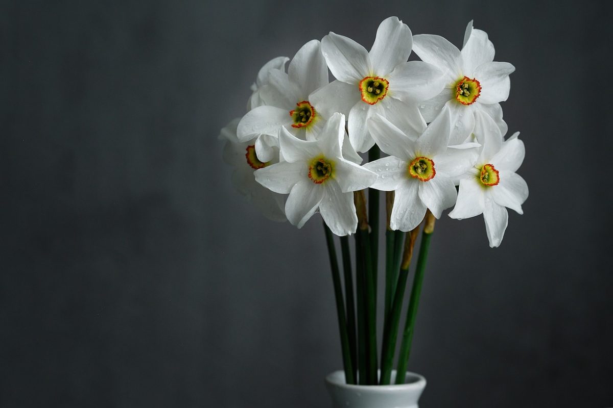 fiori bianchi per centrotavola
