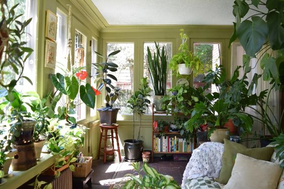 Undici piante per arredare la casa