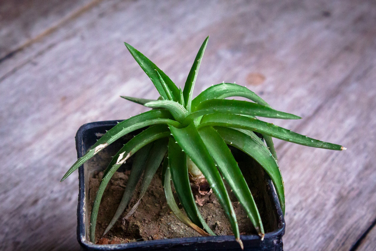 cura Aloe Vera