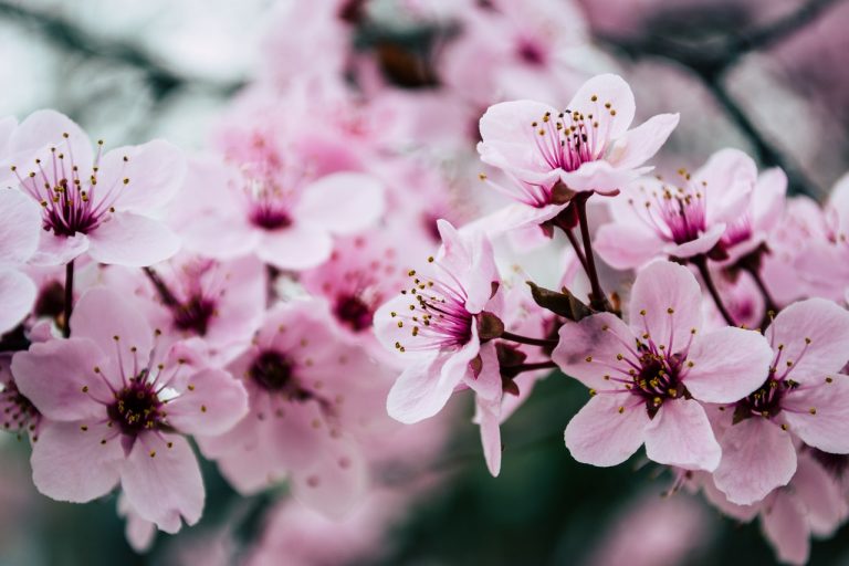 fiori primaverili casa