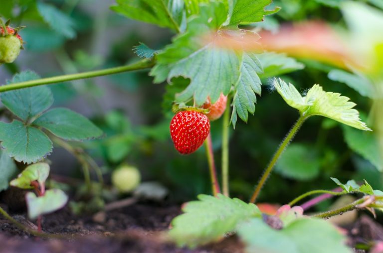 Giardinaggio ad aprile