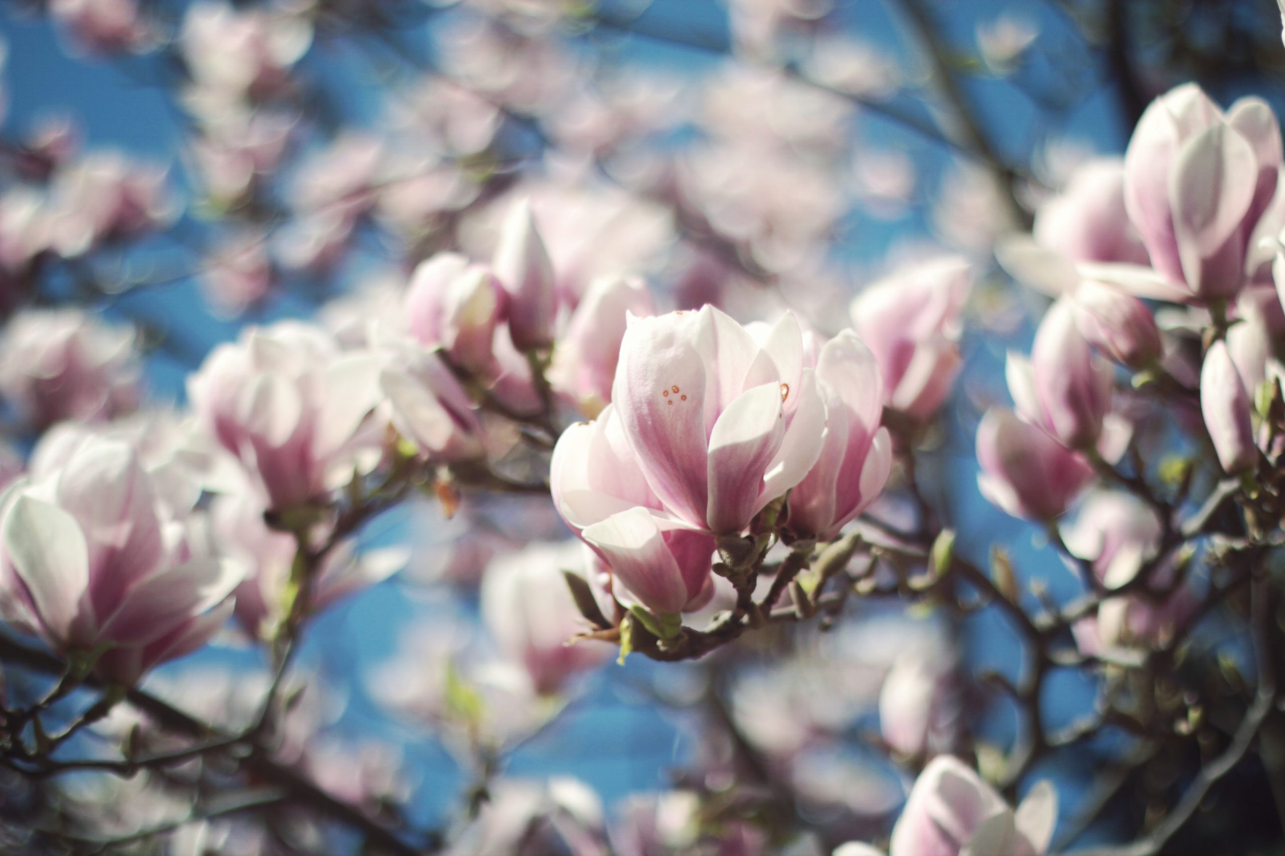 soggiorno color magnolia