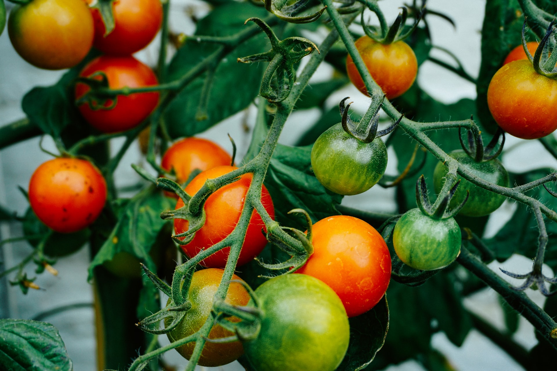 giardinaggio indoor come funziona