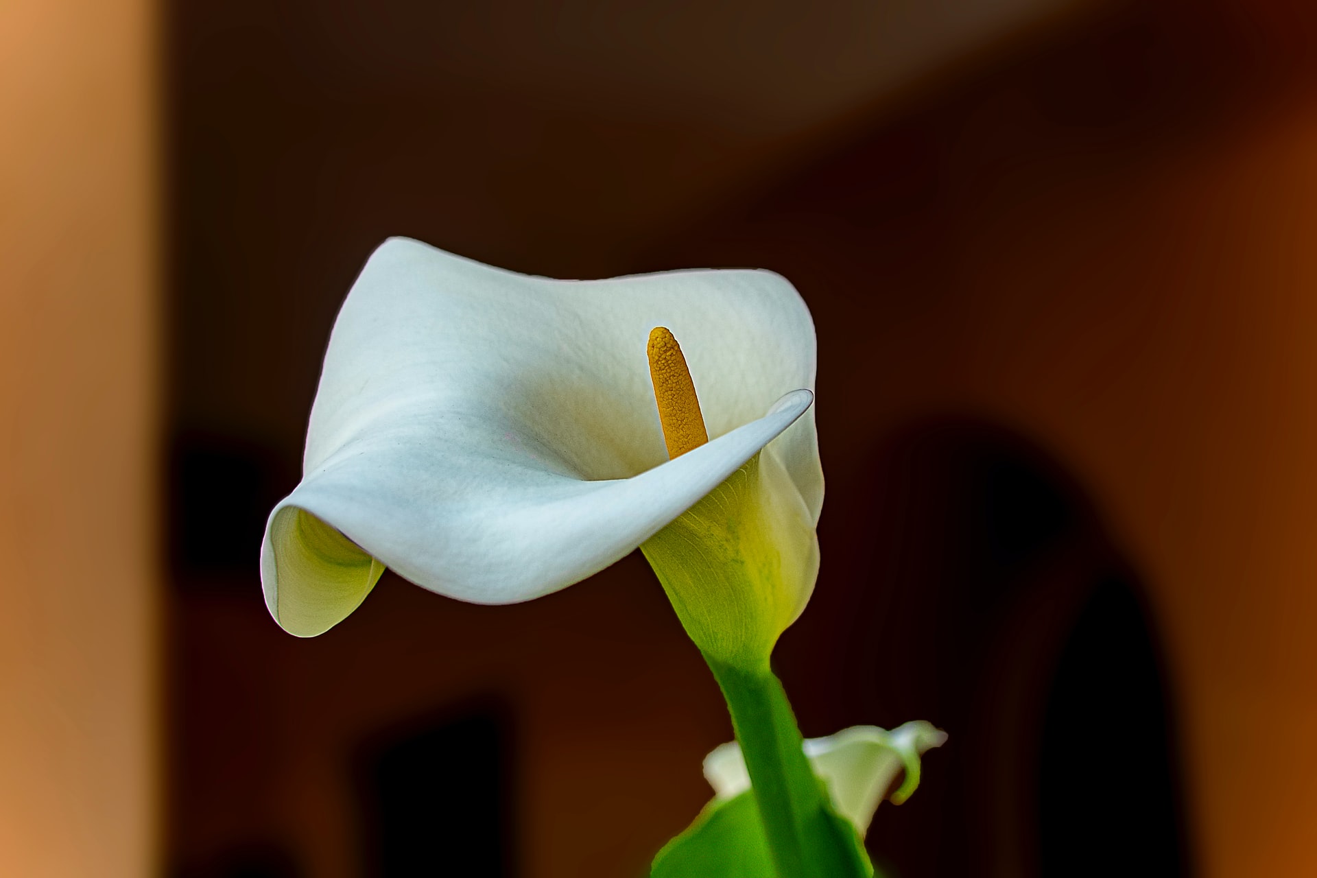 come prendersi cura del giglio di Calla