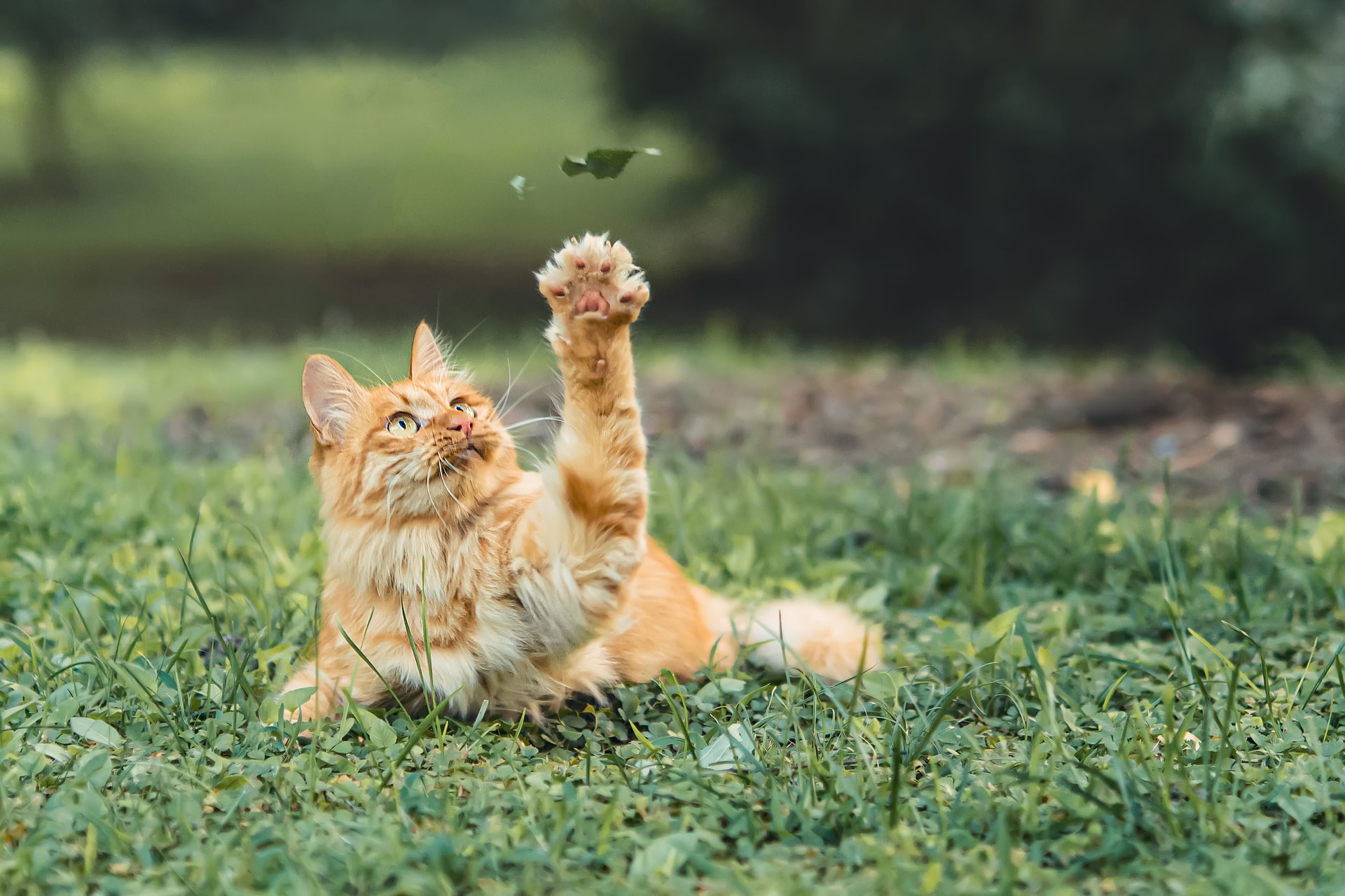 gatti cacca giardino come evitare