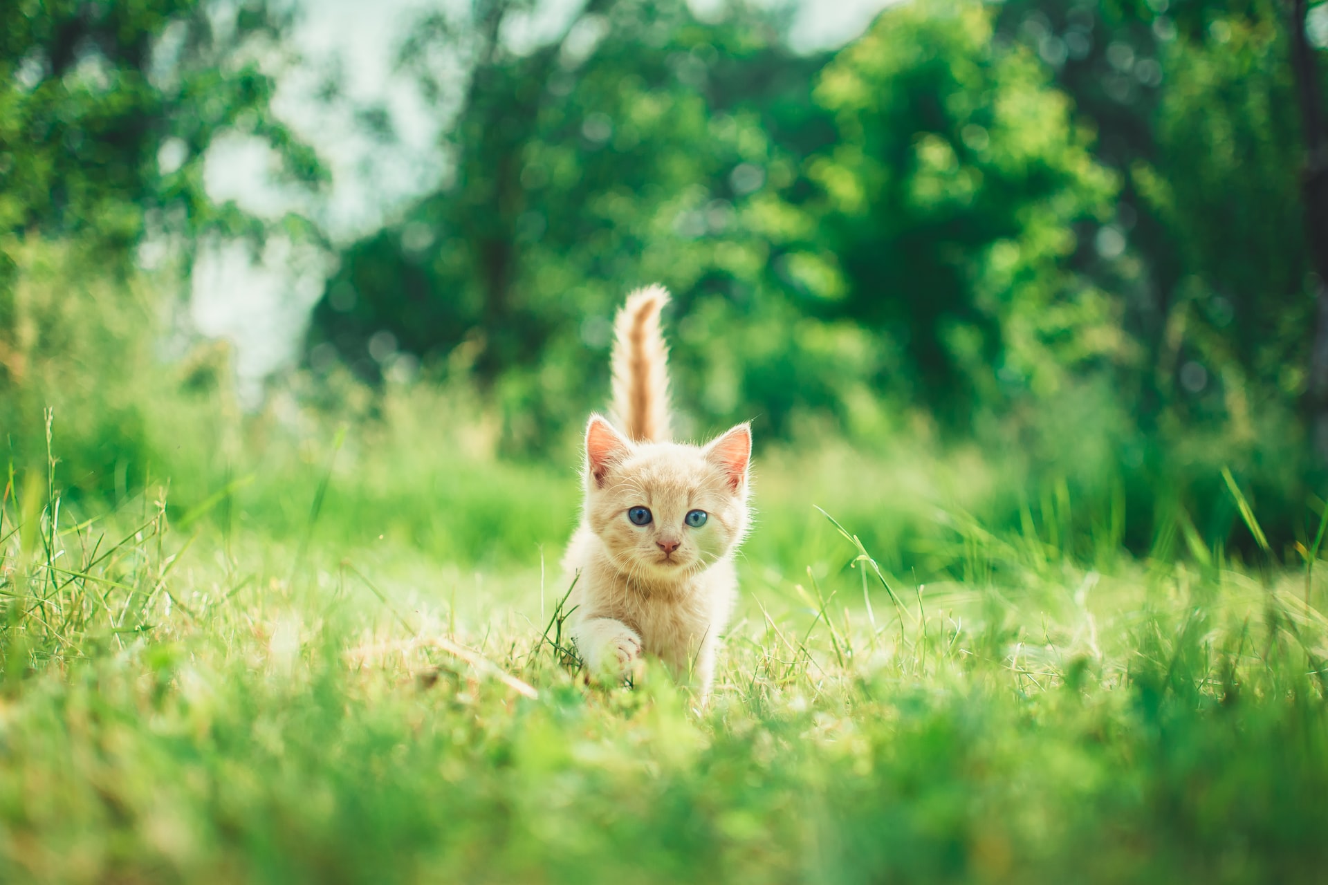 gatti cacca giardino