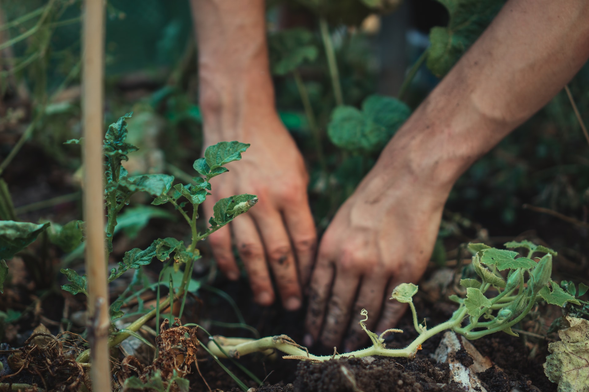 Giardinaggio a giugno cosa fare