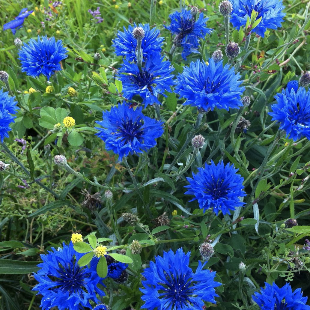 piante perenni giardino da evitare