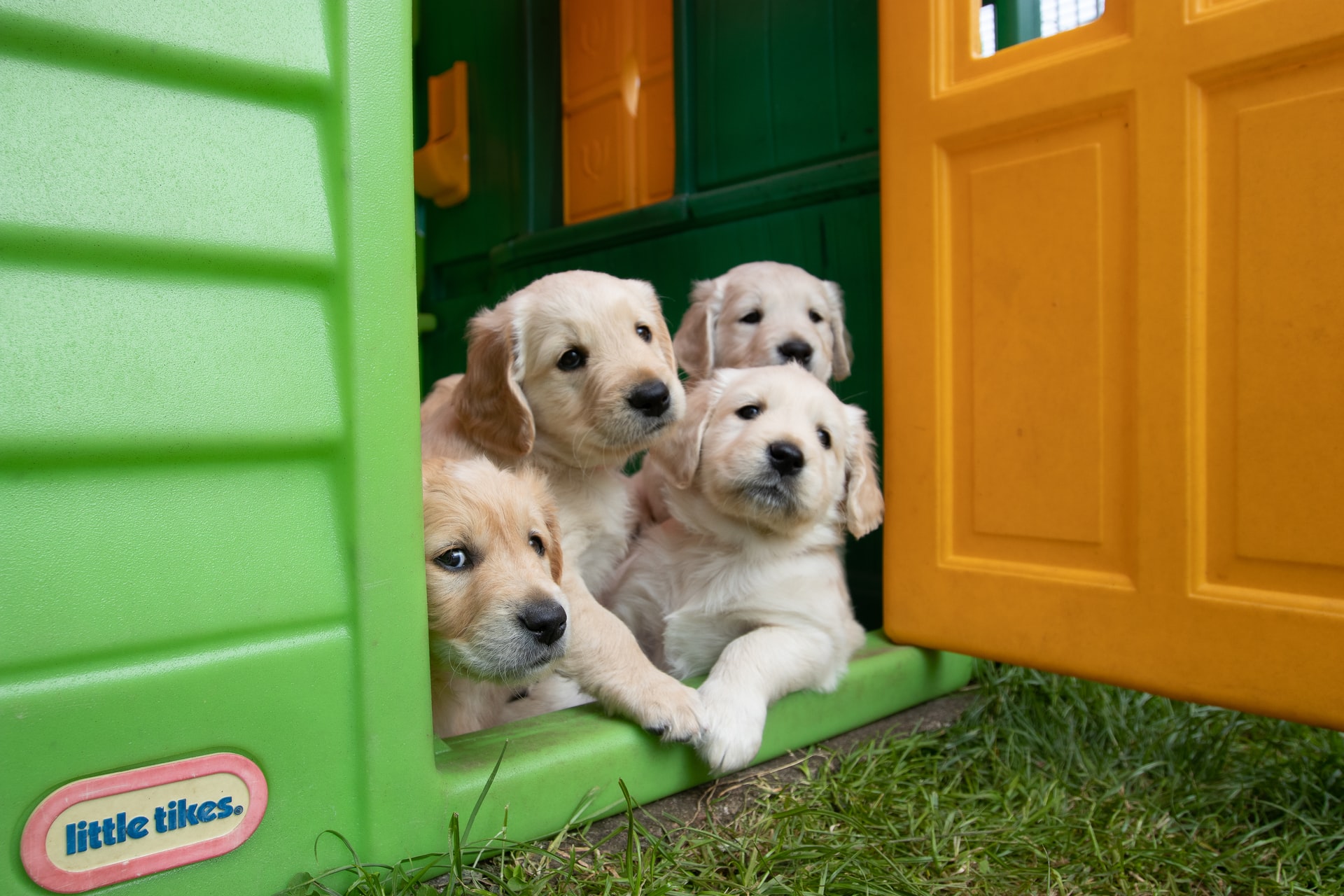 costruire una cuccia per cani