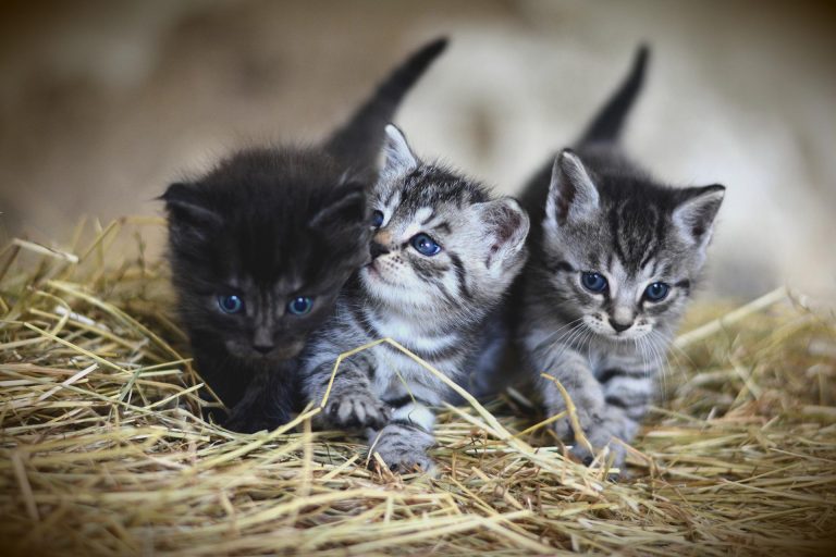 kittens gc273f2c4b 1920