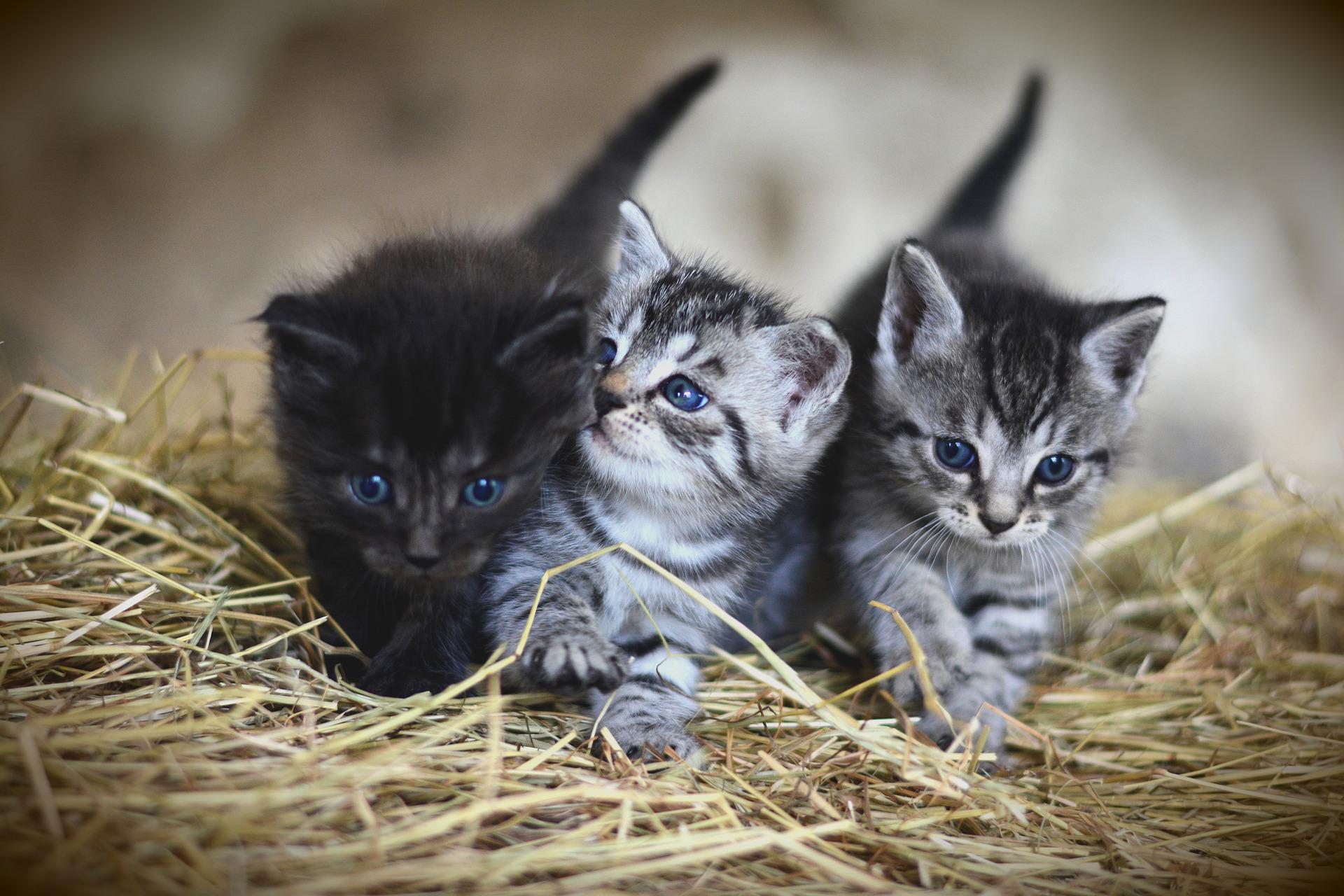 kittens gc273f2c4b 1920