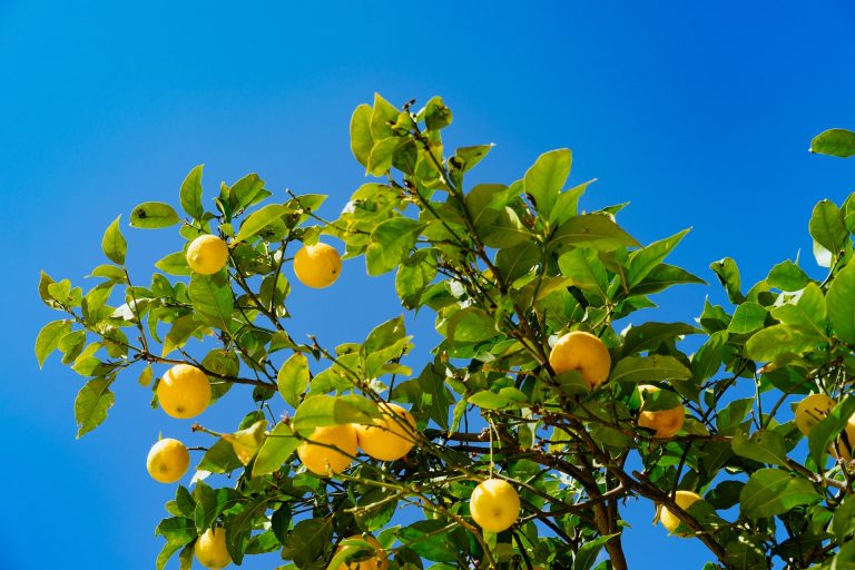 coltivare gli agrumi in giardino