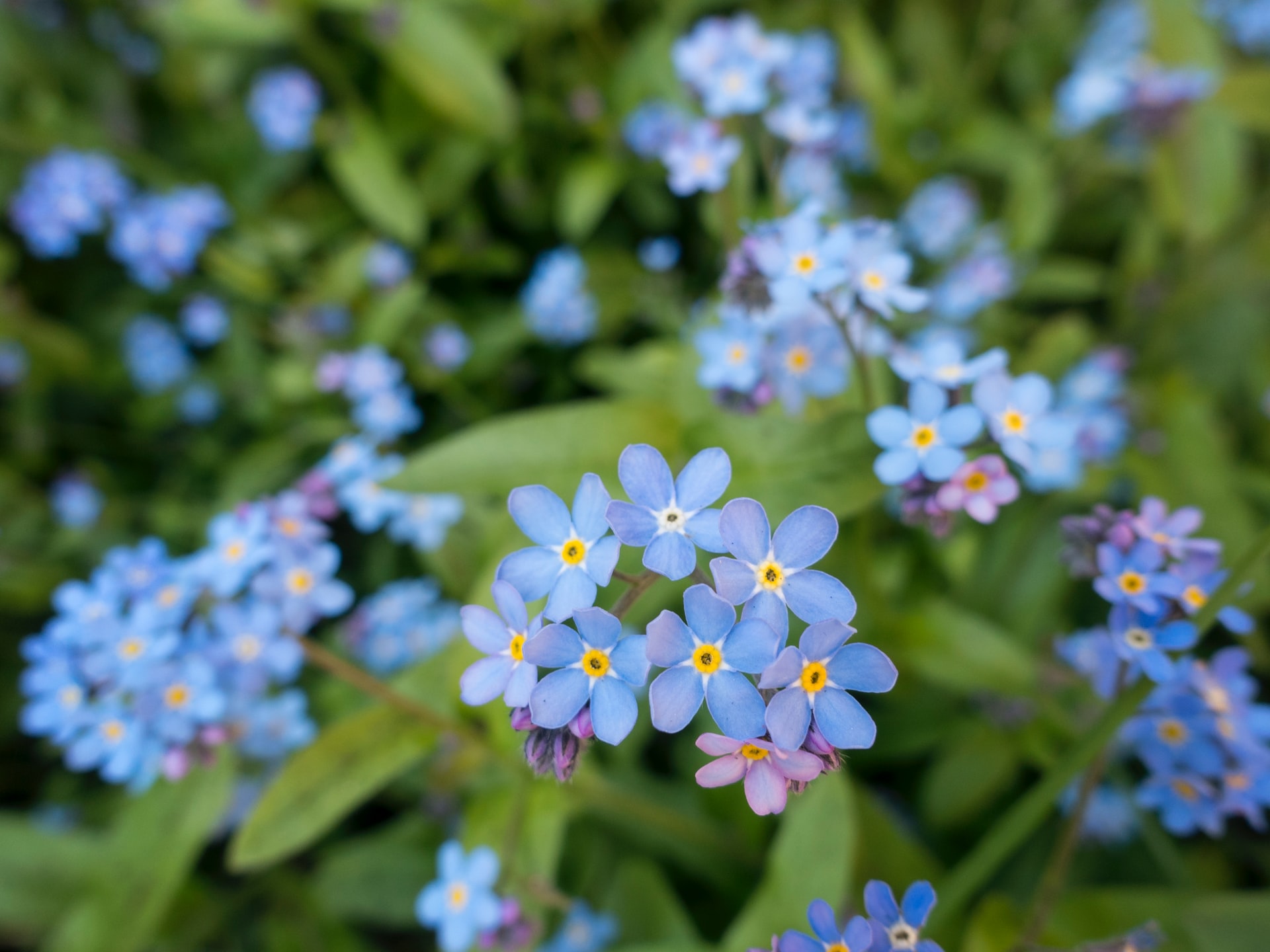 differenza tra piante annuali e perenni giardino