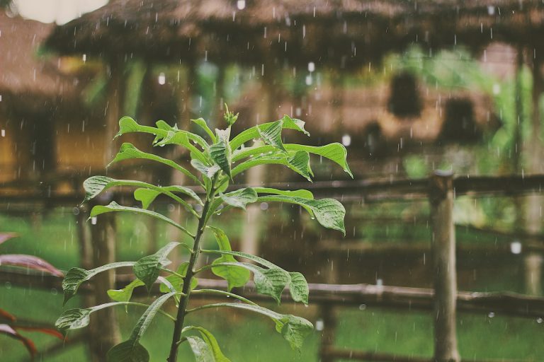 preparare il giardino alla pioggia