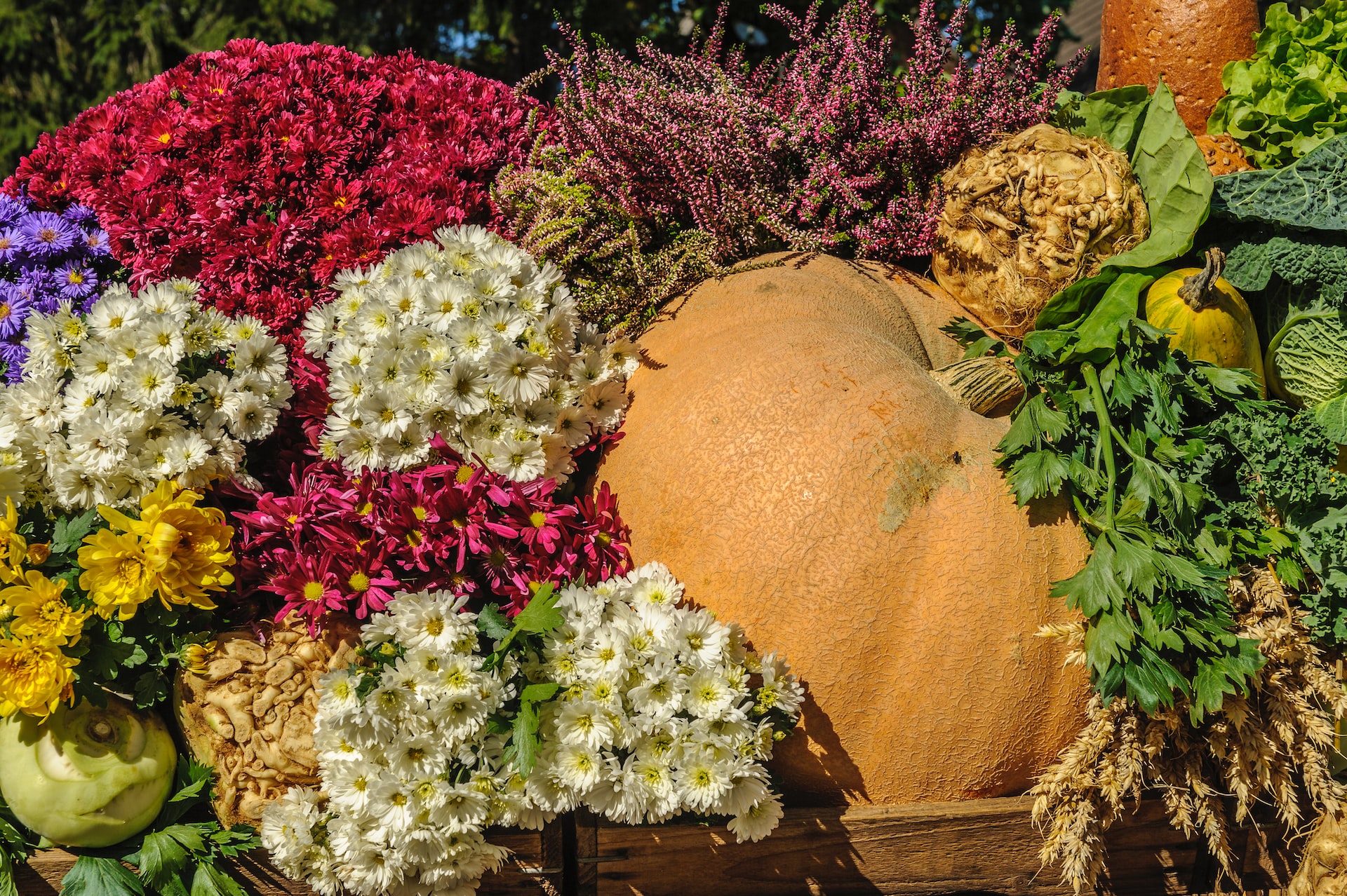 Decorazioni autunnali piante