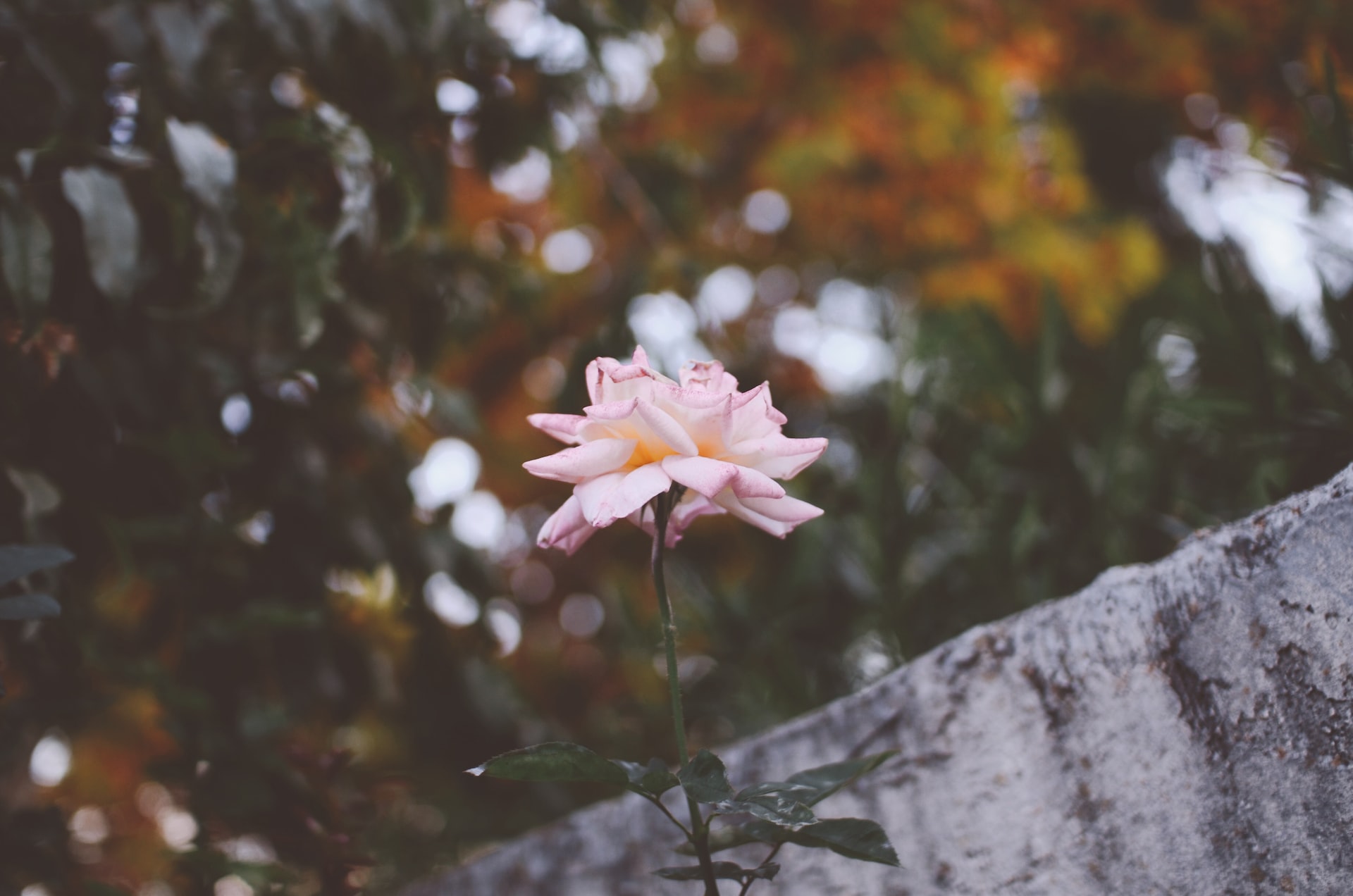 fioritura autunnale