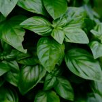 coltivare il basilico