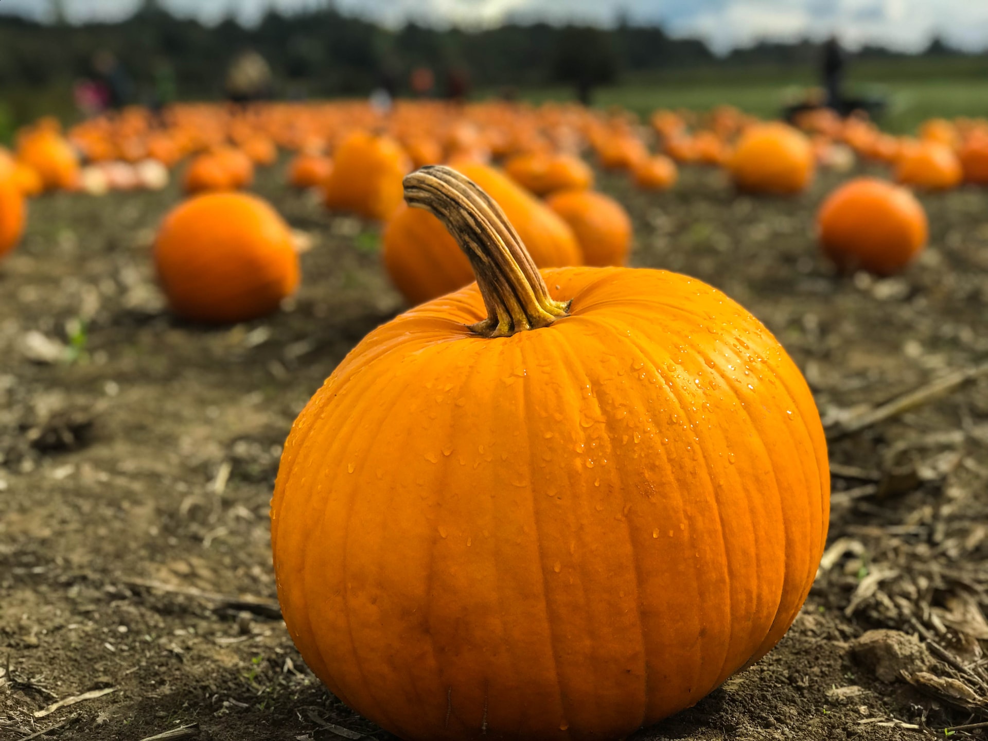 come scegliere la zucca migliore