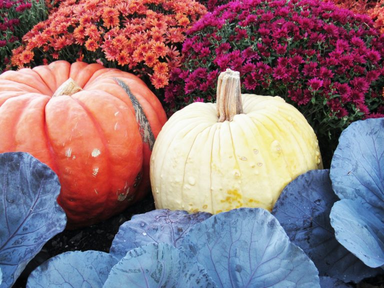 Decorare il giardino in autunno