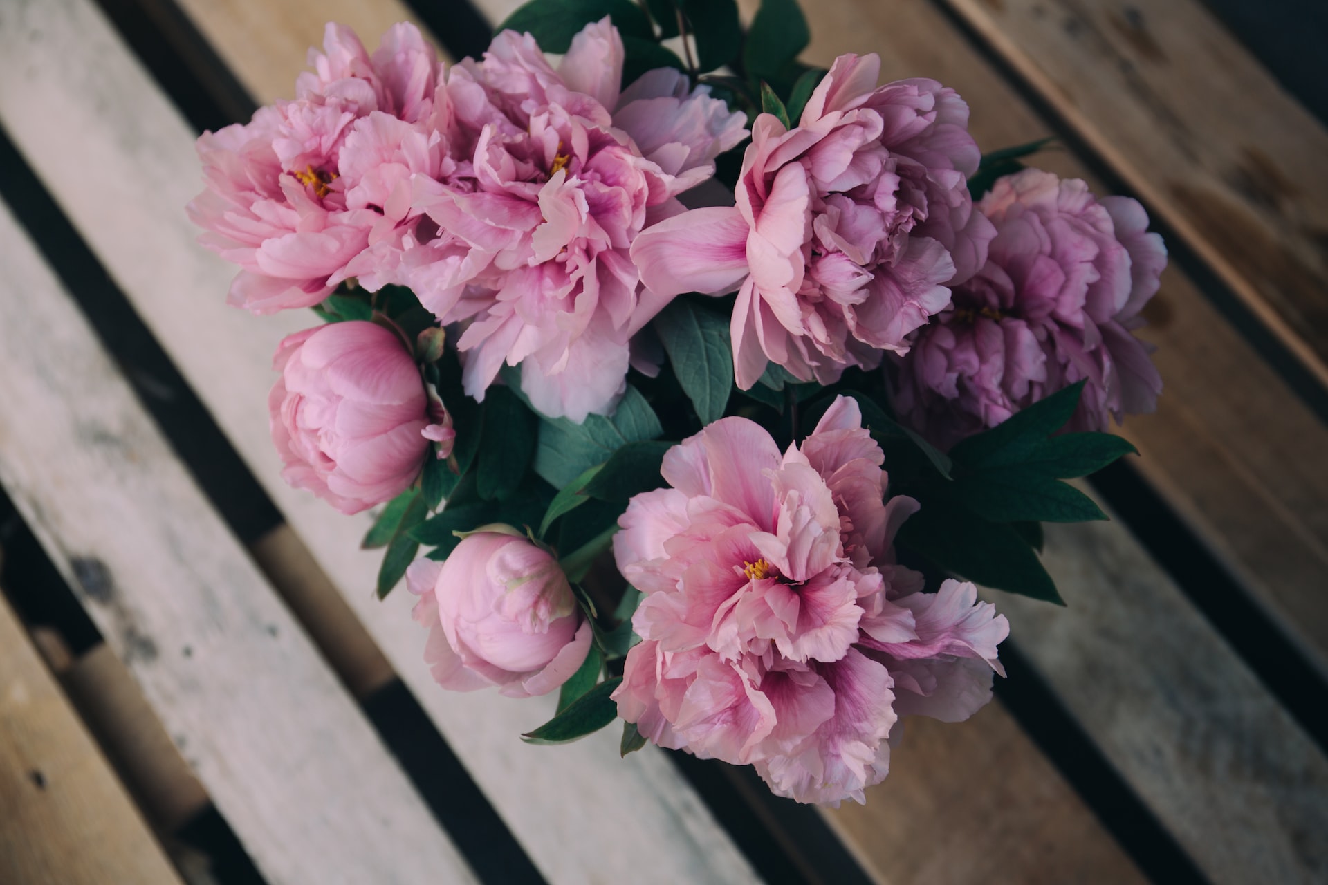 peonie in casa