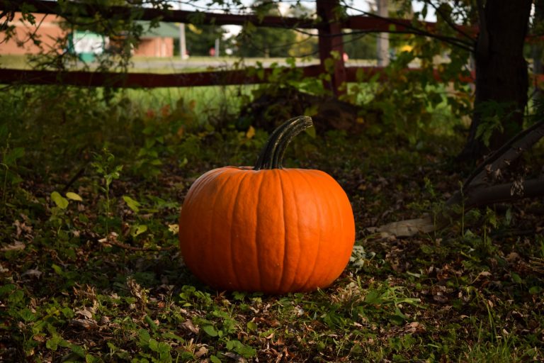 scegliere la zucca migliore