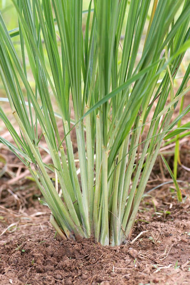 come coltivare la citronella giardino