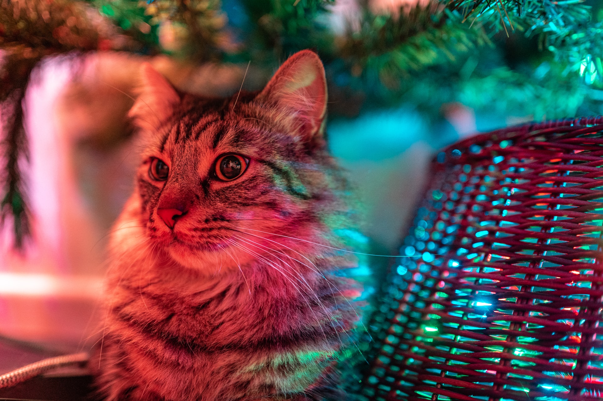 consigli Decorazioni di Natale animali domestici