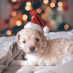 Decorazioni di Natale animali domestici