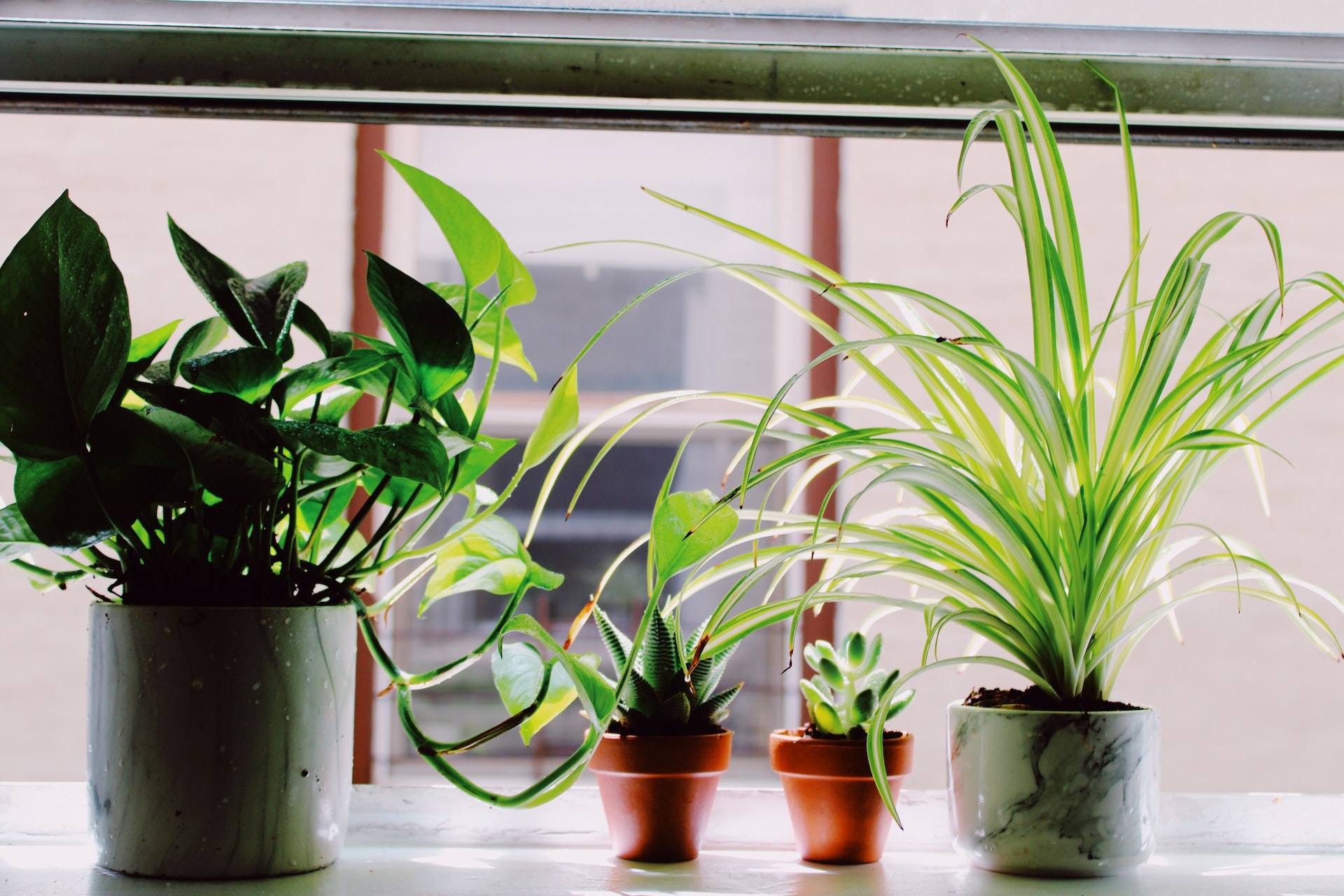 migliori Idee per le piante da appartamento