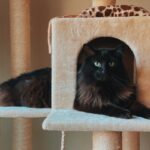 come pulire la casa con un gatto