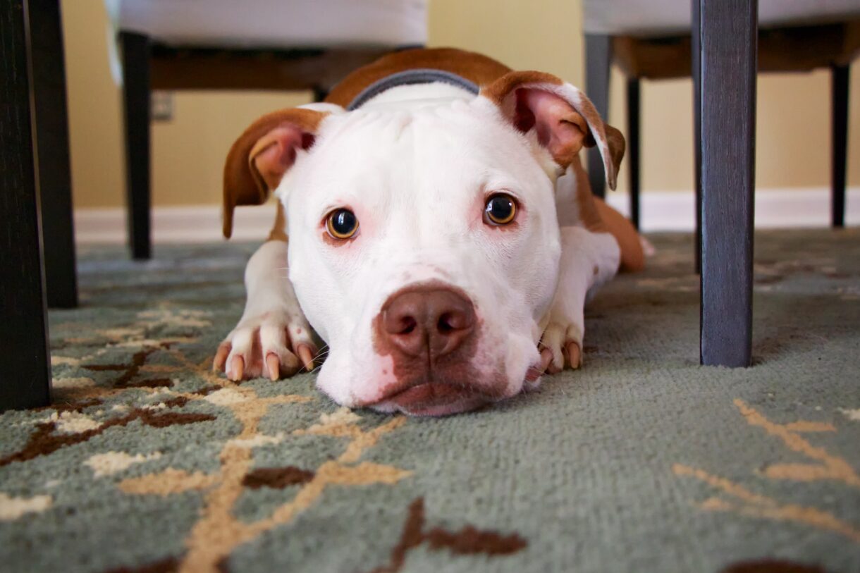 come pulire i pavimenti con un cane in casa