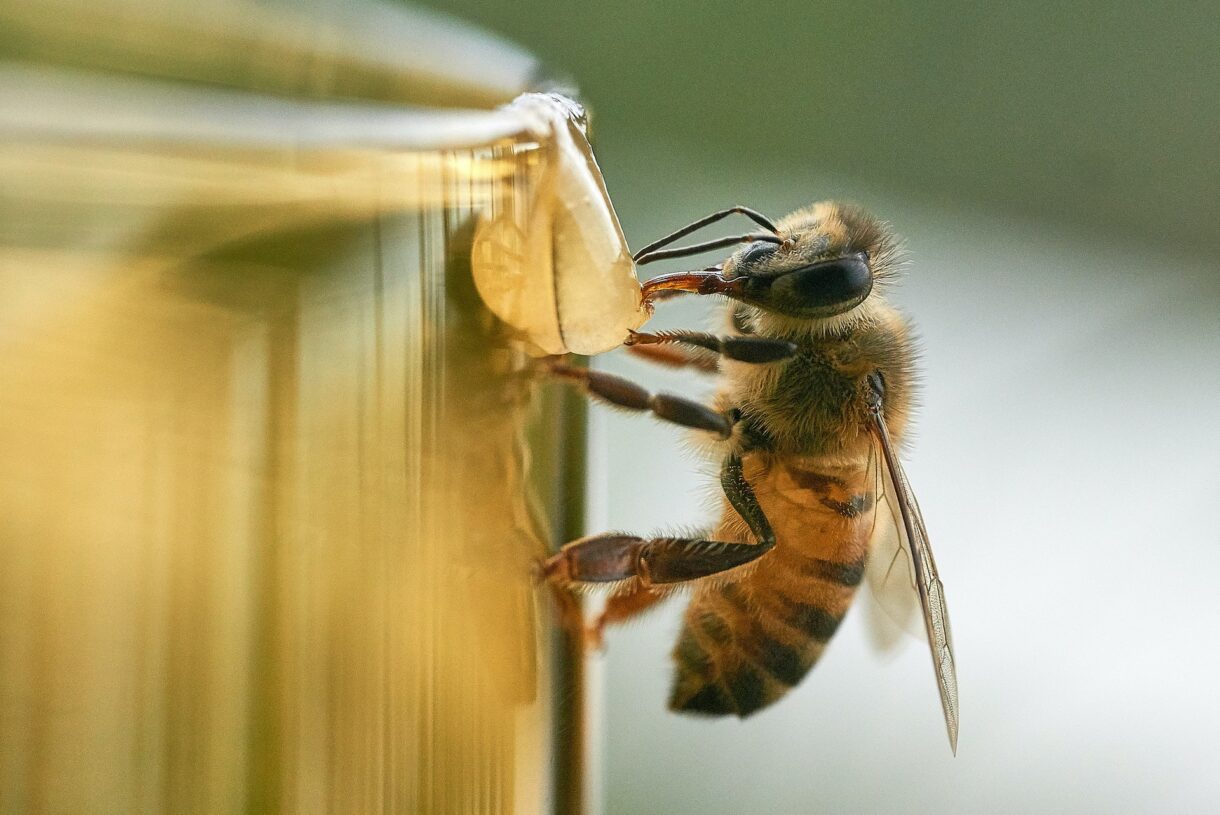 come allontanare le api da casa consigli