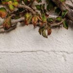 come abbellire un muro di cemento in giardino