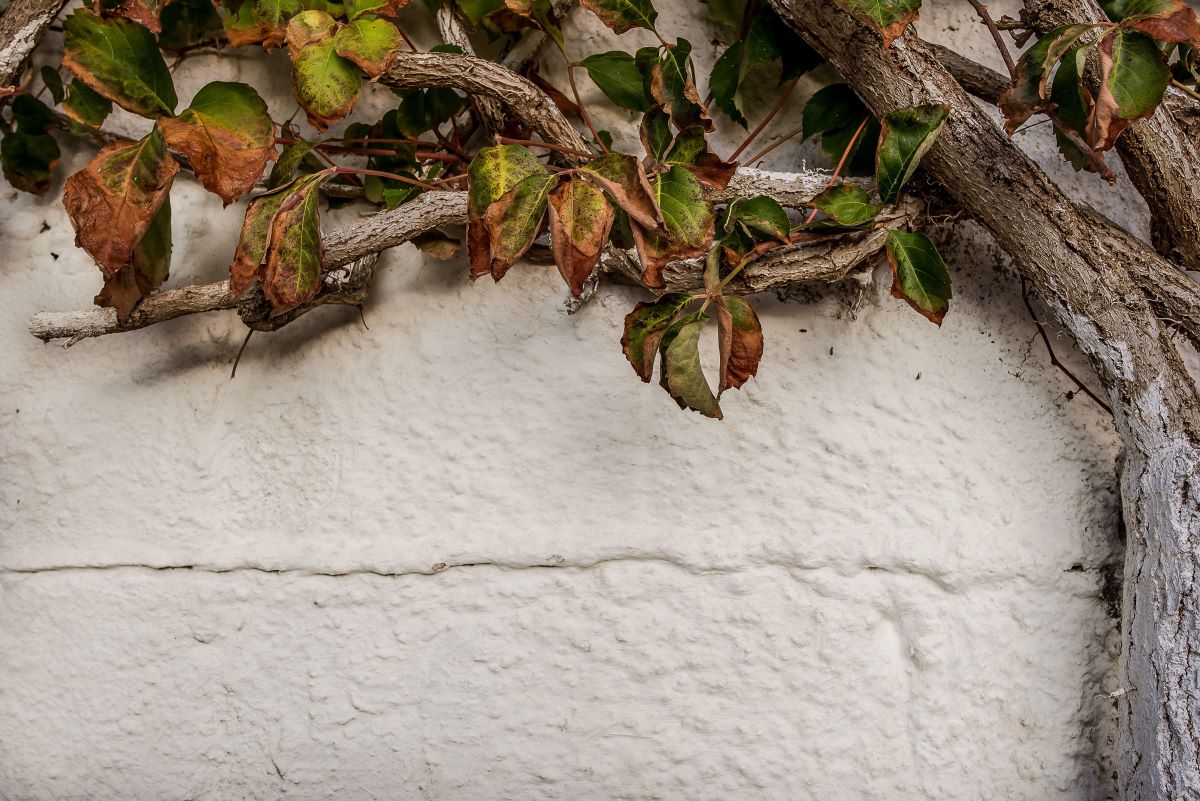 come abbellire un muro di cemento in giardino