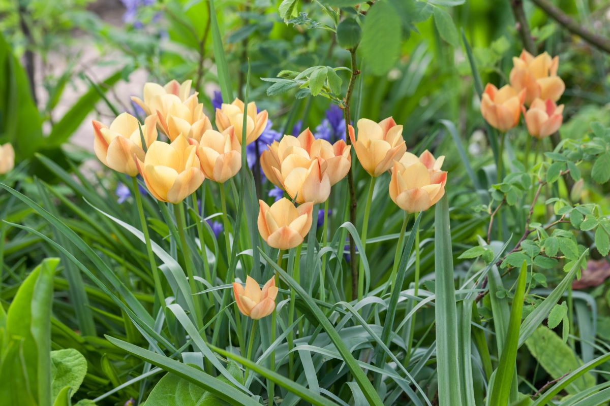 come arredare un giardino con piante e fiori idee