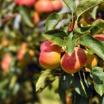 idee giardino con alberi da frutto