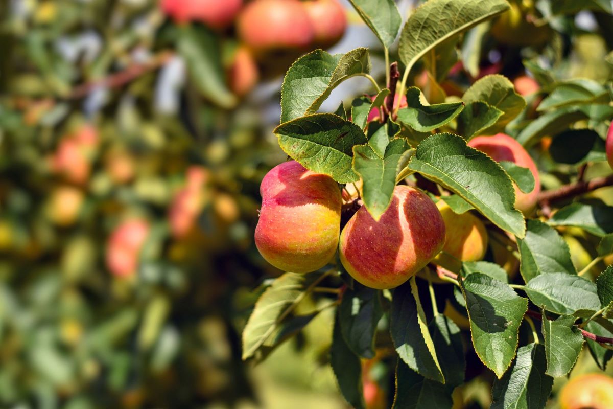 idee giardino con alberi da frutto