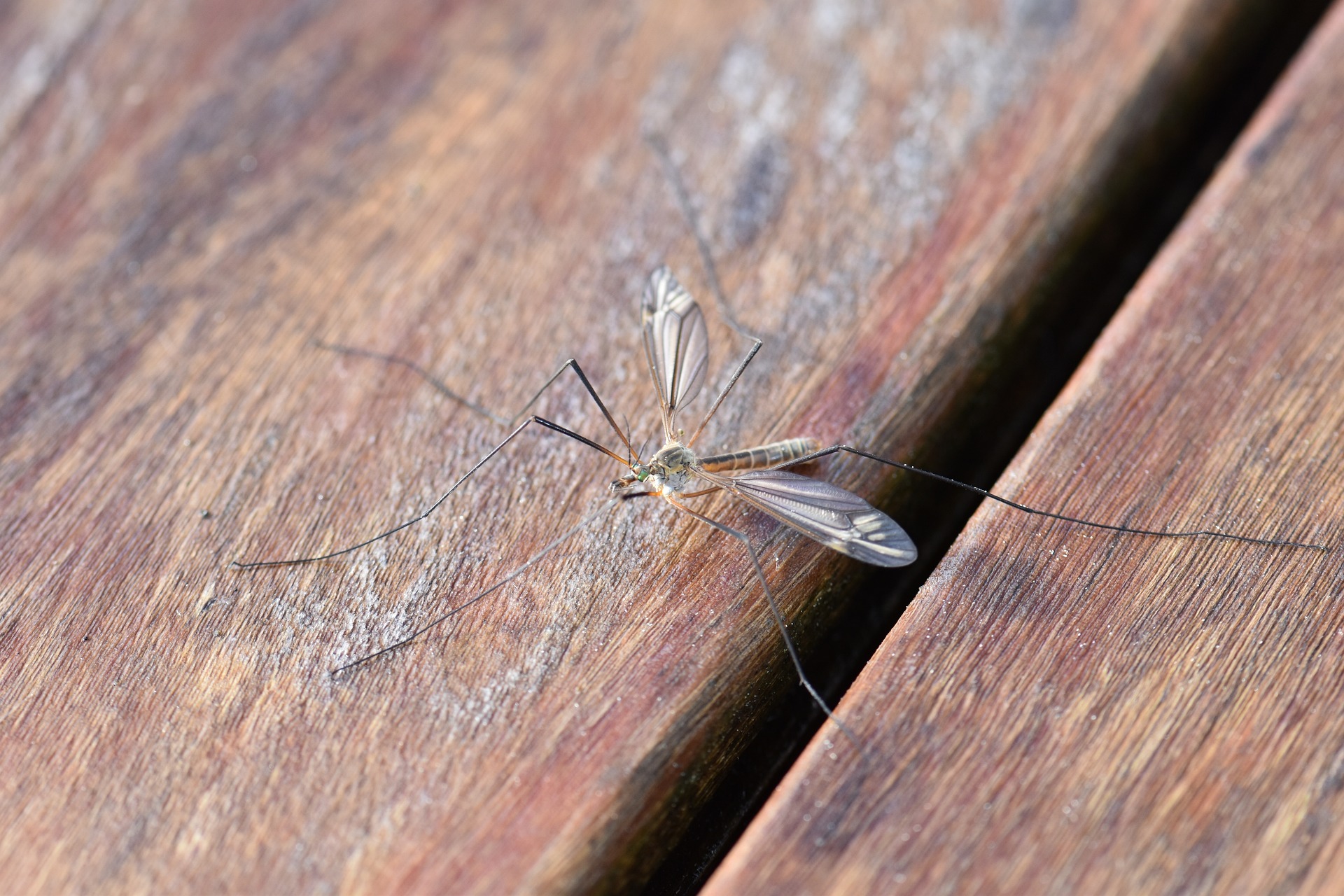Non far entrare le zanzare in casa