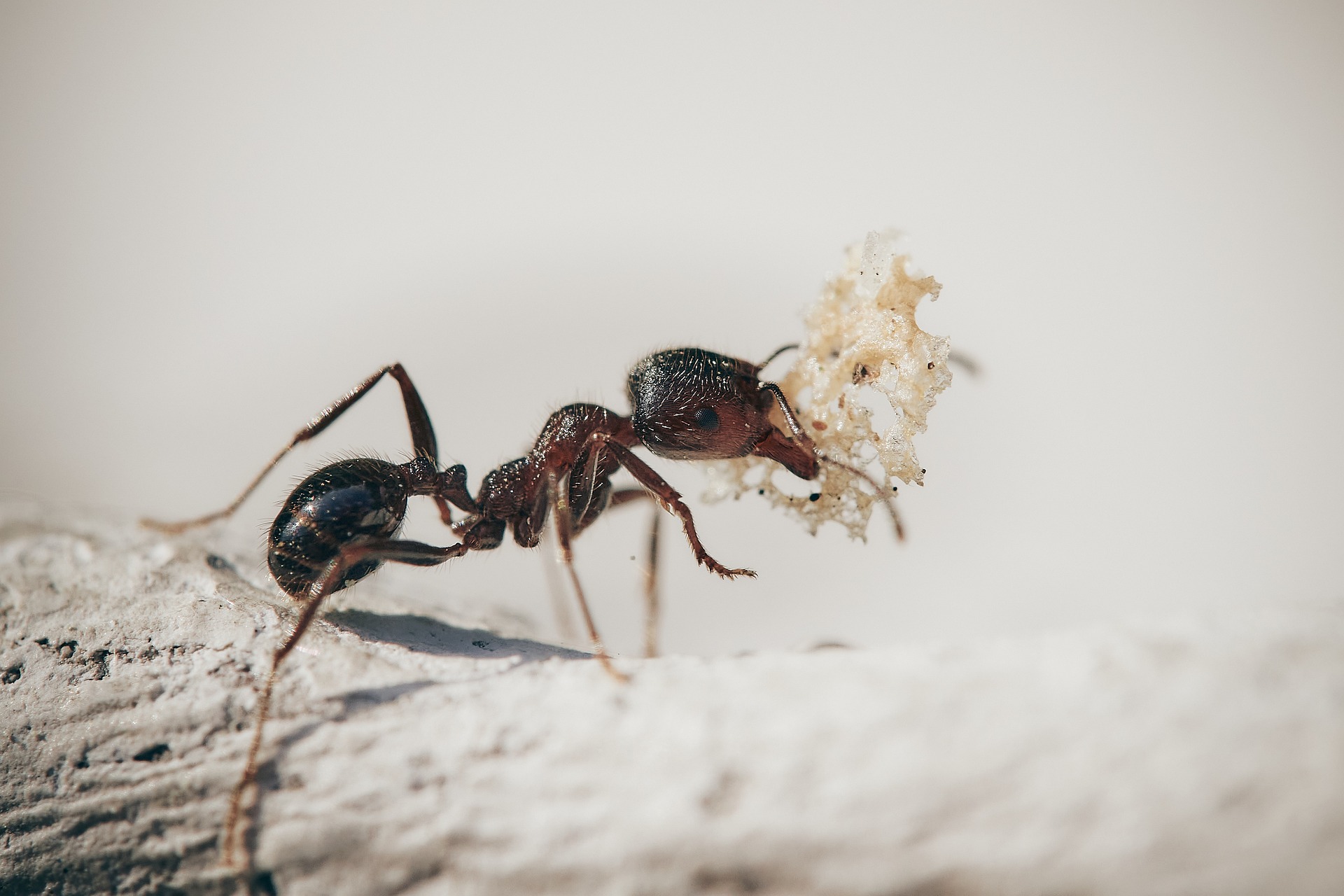 eliminare le formiche in modo naturale