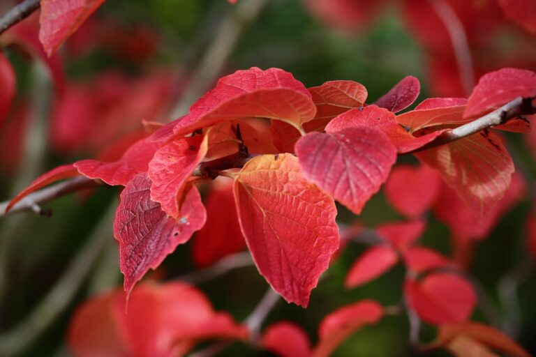 giardino autunnale