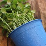 piante repellenti insetti