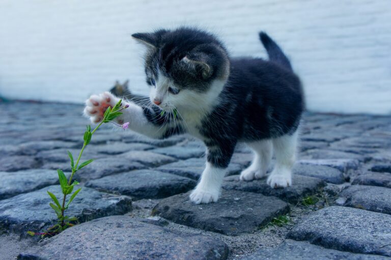 casa a prova di gatto