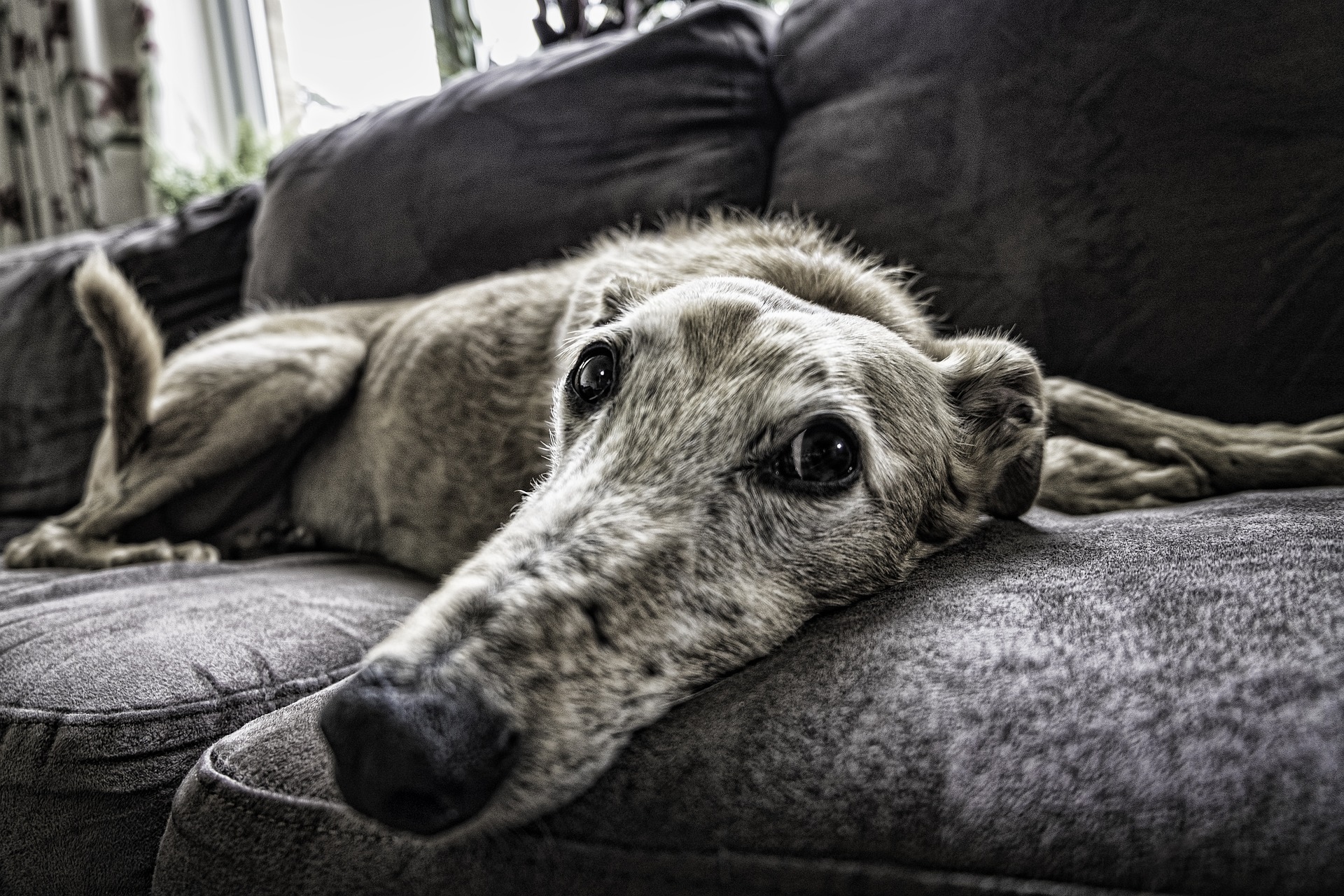 casa confortevole cane