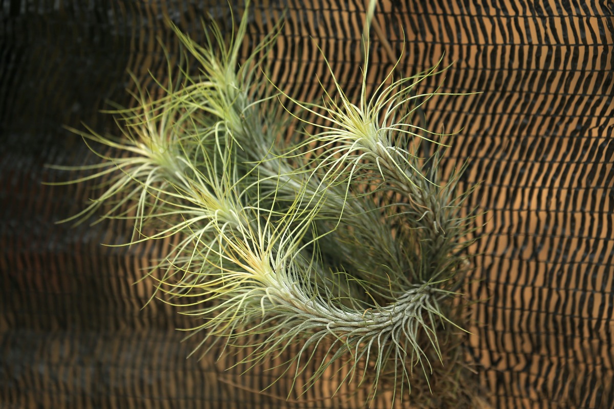 Tillandsia: ecco perchè è la pianta perfetta per interni