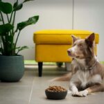 Alimentazione del cane: consigli per una dieta salutare e bilanciata