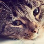 Gatto